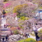 待ち焦がれてⅣ（鎌倉　東慶寺）