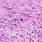 満開芝桜