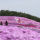 芝桜２