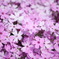 芝桜３