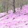 芝桜の絨毯