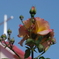 薔薇と十字架