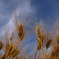 The catcher in the rye 