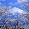 桜に包まれて-02