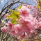 河津桜