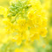 菜の花