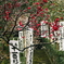 梅香る杉本寺