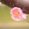 ...pink