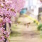河津桜