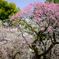 梅の花_2012_04