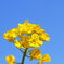 青空には、菜の花の黄色