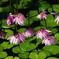 Water lilies