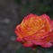 Portland rose