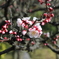 初デジイチ①