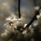SDIM0264