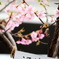 工業地帯に咲く河津桜