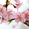 河津桜②