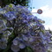 ある日の紫陽花