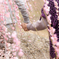 花よりもなほ