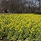 春一番ハチ　菜の花畑