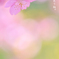 ピンクの桜球