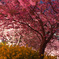 夜桜 2012-1