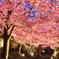 夜桜 2012-2