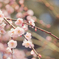 鴇色 -tokiiro-