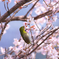 春空２