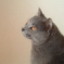 見返り猫