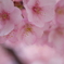 sakura✿iro