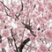 椿寒桜