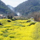黄色い川