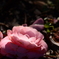 落花