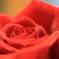 薔薇