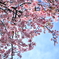 大宮　操の桜
