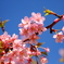 河津桜