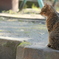 哀愁漂わす猫
