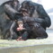 石川動物園