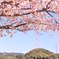 Under the Cherry Blossoms