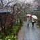 雨の参道