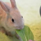 うさぎ