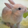 うさぎ