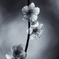 The first plum photo