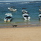 Dogs on the beach