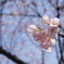 大島桜　