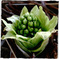 JAPANESE BUTTERBUR SCAPE