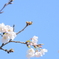 春が来た！！
