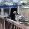 鳩