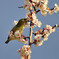 _DSC0114_109朝陽とメジロ_DSC0114
